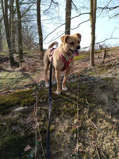 Auslandstierschutz-Beitrag-Bild