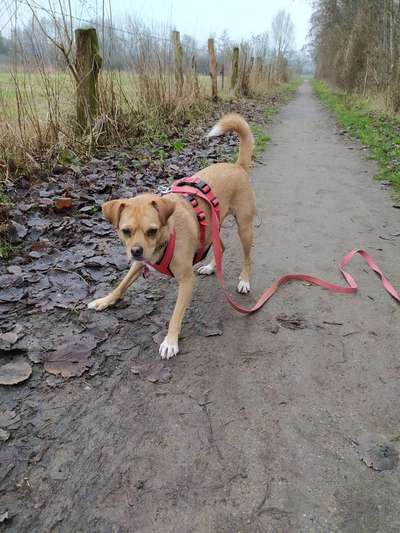 Postet das beste Foto von euren 4 beinern-Beitrag-Bild