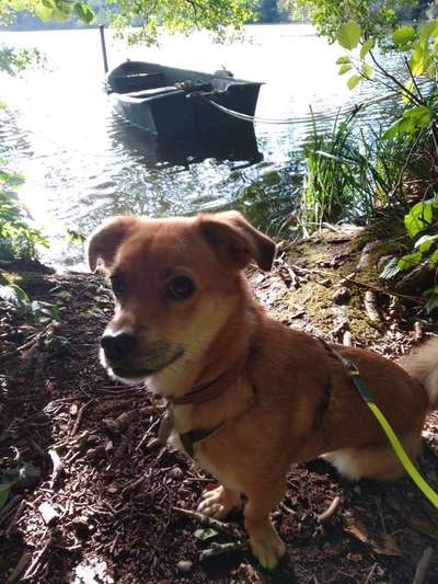 Dogorama Photo Challenge - Hundeblick zum hinschmelzen-Beitrag-Bild