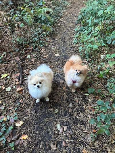 Deine Frage an einen Hundetrainer (Dogorama Webinar)-Beitrag-Bild