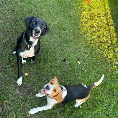 Hundetreffen-Hundetreffen-Bild