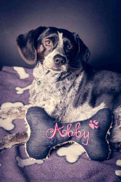 Dein Hund im Dogorama-Kalender 2021-Beitrag-Bild