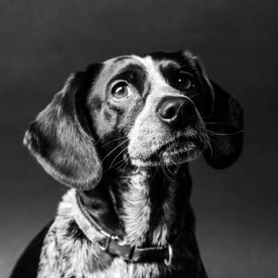 Dein Hund im Dogorama-Kalender 2021-Beitrag-Bild