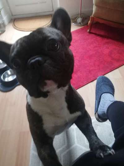 Dogorama Photo Challenge- Aufmerksamkeit bitte!-Beitrag-Bild