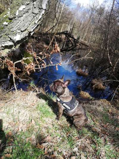 Foto -Challenge  Thema : Dein Hund Im Wald-Beitrag-Bild