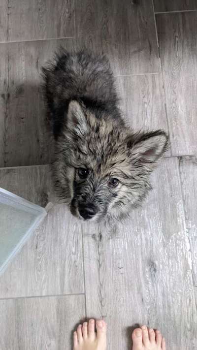 Welpen Bilder !-Beitrag-Bild