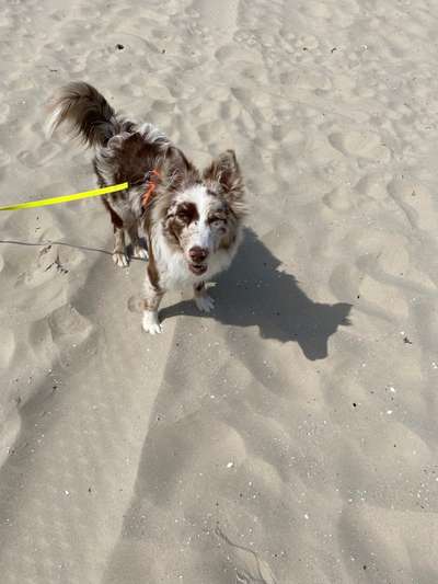 Dogorama Photo Challenge - Tierischer Urlaub-Beitrag-Bild