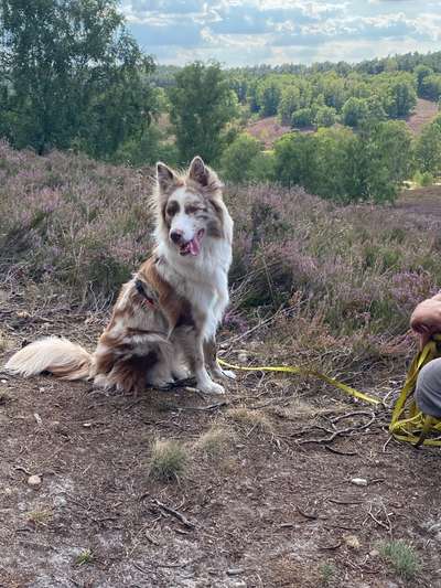 Fotosammlung: ,,Der natürliche Hund" Unbearbeitet, ungestellt und in Natura-Beitrag-Bild