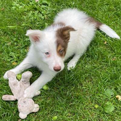 Hundetreffen-Spielgefährten für Welpen gesucht-Bild