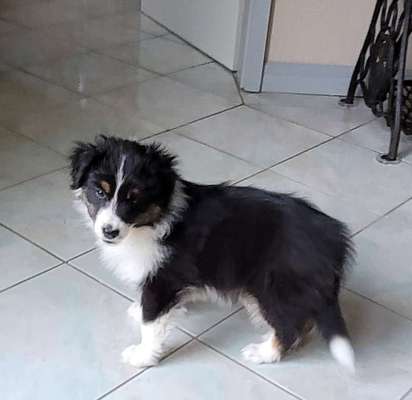 Welpen Bilder !-Beitrag-Bild