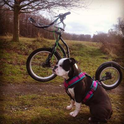 Olde English Bulldogge-Beitrag-Bild