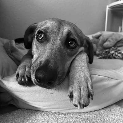 Hundetreffen-Hundefreunde gesucht 🐾-Bild