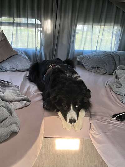 Darf der Hund bei Euch im Bett schlafen?-Beitrag-Bild