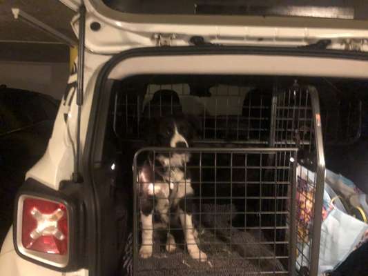 Trenngitter für den Kofferraum-Beitrag-Bild