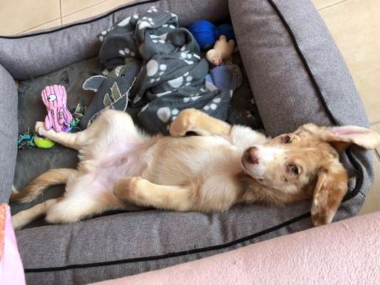 Welpen Bilder !-Beitrag-Bild