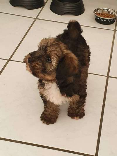 Welpen Bilder !-Beitrag-Bild