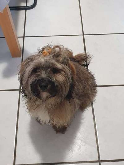 Dogorama Photo Challenge - Hundeblick zum hinschmelzen-Beitrag-Bild