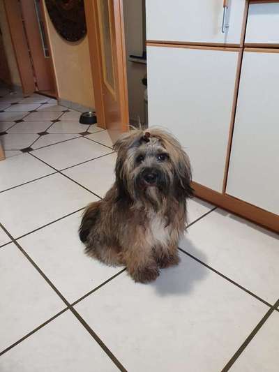 Tibet Terrier-Beitrag-Bild