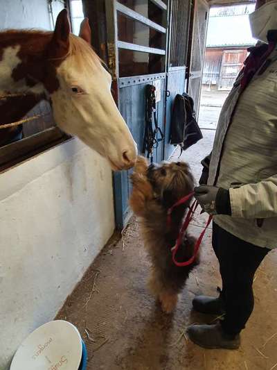 Dogorama Photo Challenge - Tricks, Tricks & Tricks!-Beitrag-Bild