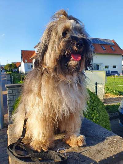 Welche Hunderasse-Beitrag-Bild