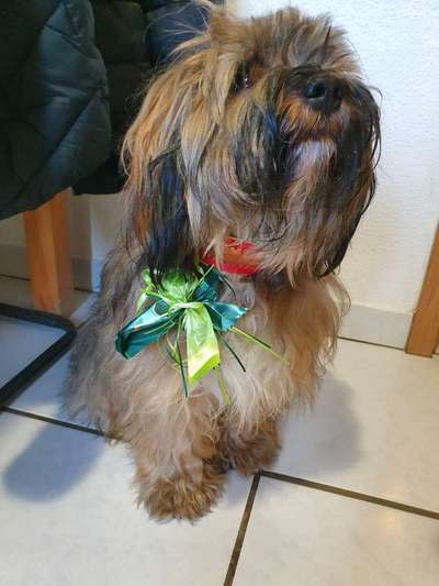 Dogorama Photo Challenge - Tre Chic!-Beitrag-Bild