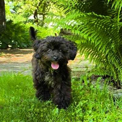 Alles rund um den Pudel-Beitrag-Bild