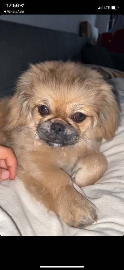 Pekinese/Pekingese-Beitrag-Bild