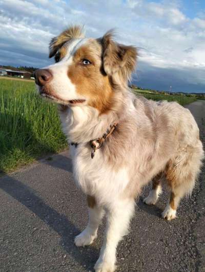 Hundetreffen-Spatziergang durch die Stadt-Bild