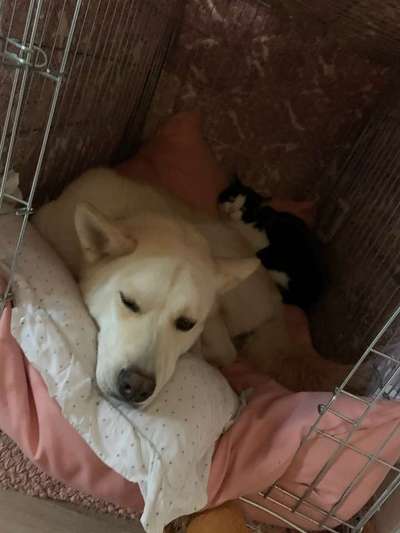 Hundegeschwister der anderen Art-Beitrag-Bild