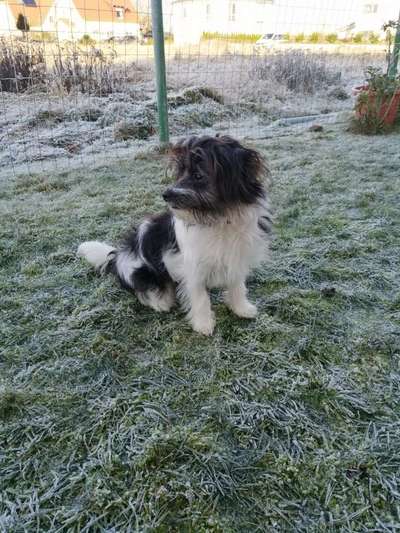 Mischlingshunde Foto Aufruf-Beitrag-Bild