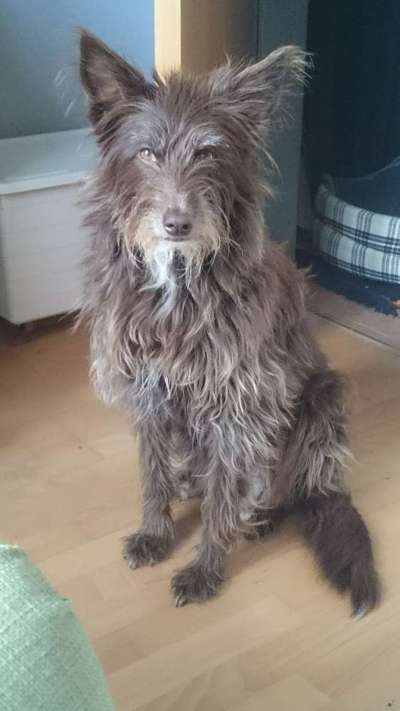 Mischlinge raten - Rätselspaß-Beitrag-Bild