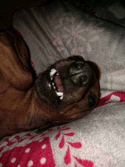 Fotochallenge Nr. 47 - Zeigt die Zähne-Beitrag-Bild