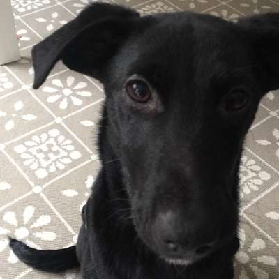 Hundetreffen-Gassi gehen-Bild