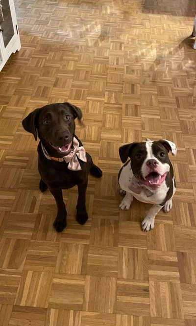 Dogorama Photo Challenge - Die besten Hundebuddys-Beitrag-Bild