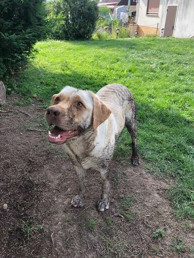 Hundetreffen-Spielrunde / Gassi gehen-Bild