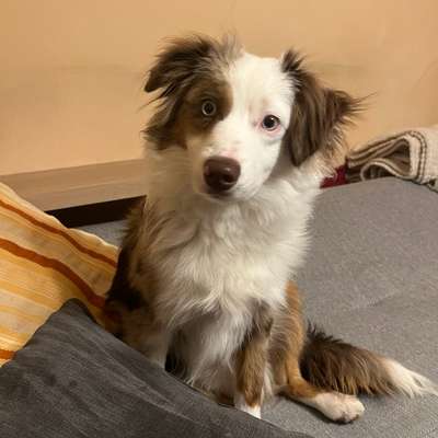 Hundetreffen-Gassirunde / Spielrunde mit Mini Aussiwelpe (10 Monate)-Bild