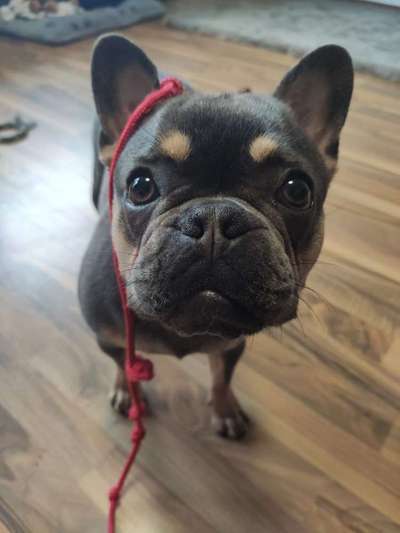 Dogorama Photo Challenge - Lieblingsspielzeug!-Beitrag-Bild