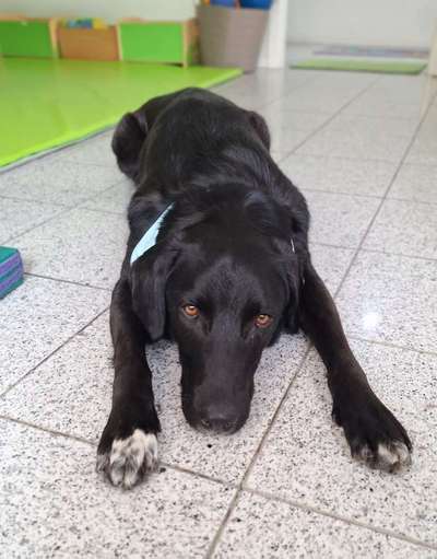 Hunde aus dem Tierschutz: Bulgarien-Beitrag-Bild