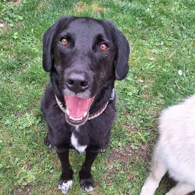 Hundetreffen-Gassi- & Trainingspartner gesucht-Bild