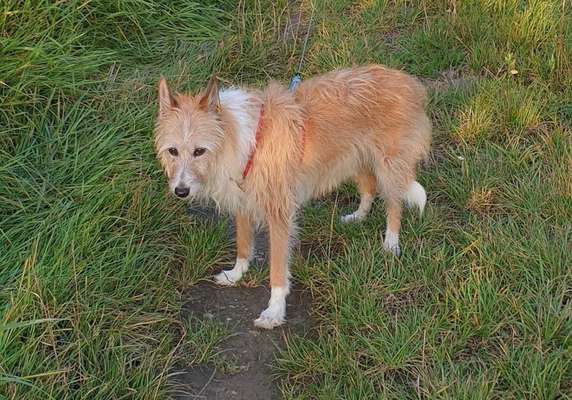 Podengo português (-Mischlinge) Gibt es noch mehr dieser schönen Rasse hier?-Beitrag-Bild