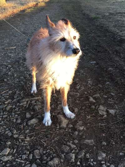 Podenco/Mischlinge hier? :-)-Beitrag-Bild