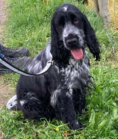 Cocker Spaniel-Beitrag-Bild