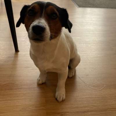 Hundetreffen-Woody-Bild