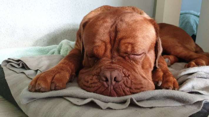 Tierschutzhunde suchen ein Zuhause-Beitrag-Bild