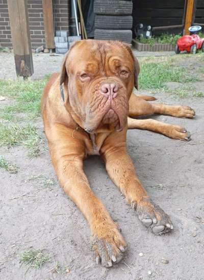 Tierschutzhunde suchen ein Zuhause-Beitrag-Bild