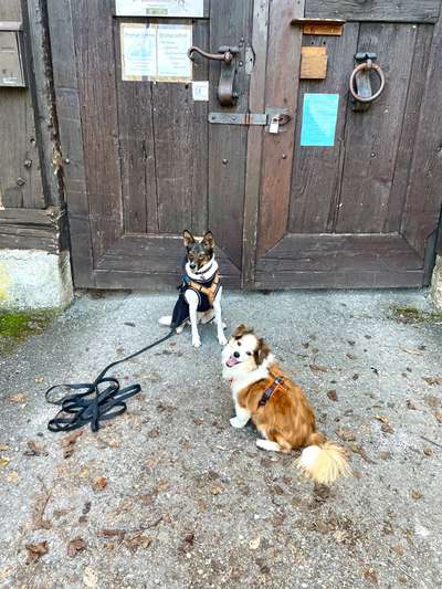 Wie sitzt mein Geschirr?-Beitrag-Bild