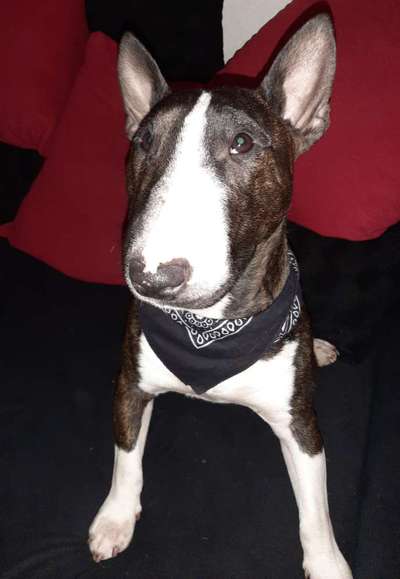 Miniatur Bull Terrier-Beitrag-Bild