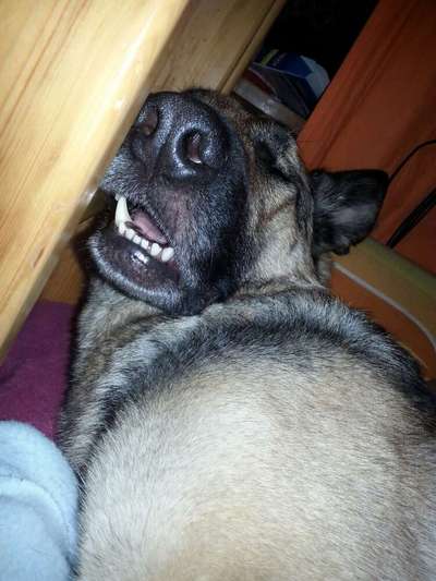 Hier ist der Spaßthread. Zum Schmunzeln und Kaputtlachen-Beitrag-Bild