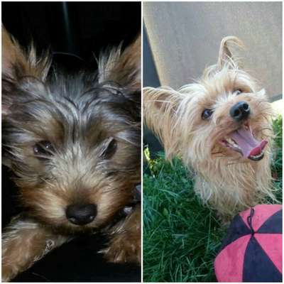 Yorkshire Terrier-Beitrag-Bild