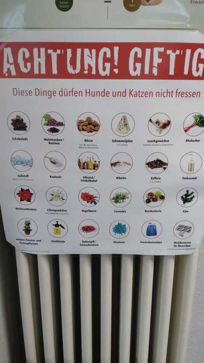Giftig für Hunde?! Lasst uns alle mal zusammentragen was giftig ist! Schwarmintelligenz!-Beitrag-Bild